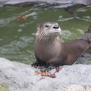 Animal Forest - North American River Otter