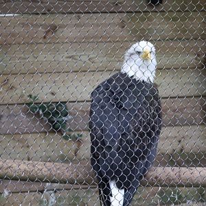 Animal Forest - Bald Eagle