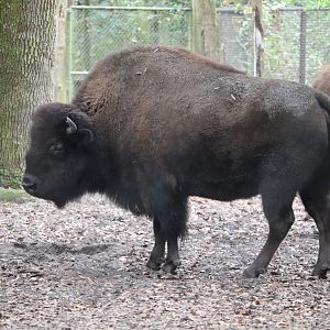 Animal Forest -American Bison