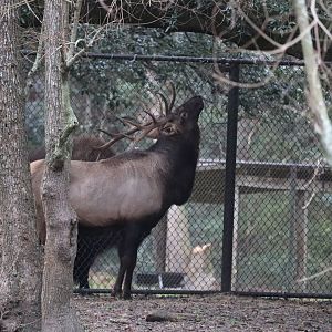 Animal Forest - Elk