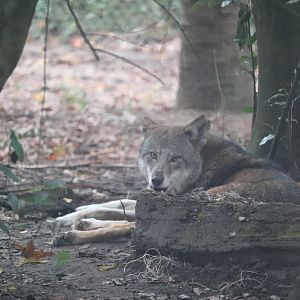 Animal Forest - Red Wolf