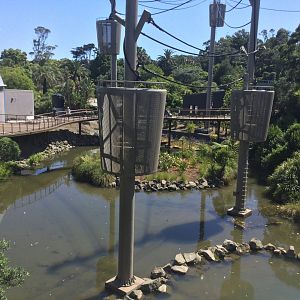 Orangutan Climbing Towers (View across Central Lake)
