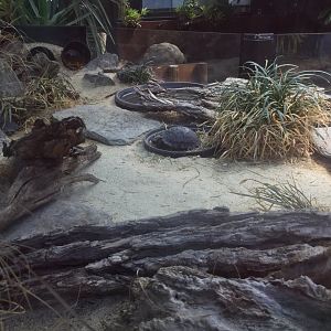 Galapagos Giant Tortoise Crèche