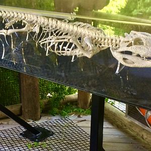 American Alligator Skeleton (Georgia)
