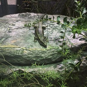 Grand Skink (Oligosoma grande) - New Zealand Native Precinct