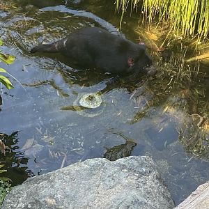 Tasmanian Devil Wading in Stream