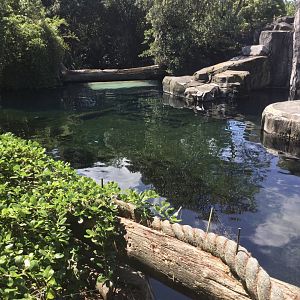 Subantarctic Fur Seal Exhibit (New Zealand Coast) - Main Pool