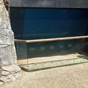Subantarctic Fur Seal Exhibit (New Zealand Coast) - Viewing Window