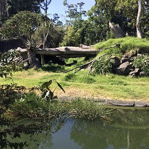 African Lion Exhibit