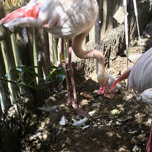 Newly Hatched Greater Flamingo Chick