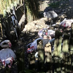 Six Week Old Greater Flamingo Chick