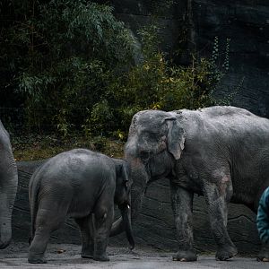 Elephants with zookeeper