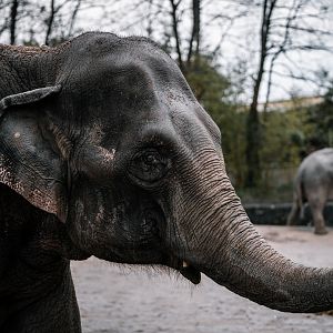 Elephant at Hagenbeck