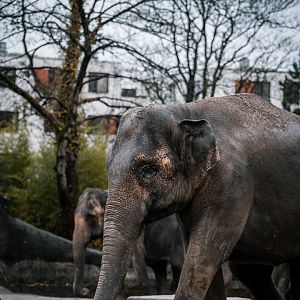 Elephants at Hagenbeck