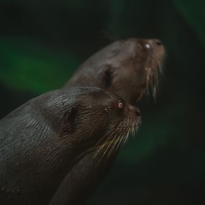 Giant River Otters