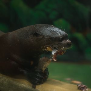 Giant River Otter eating
