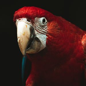 Macaw eating
