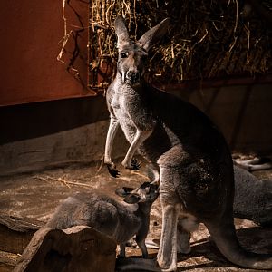 Red Kangaroo with offspring