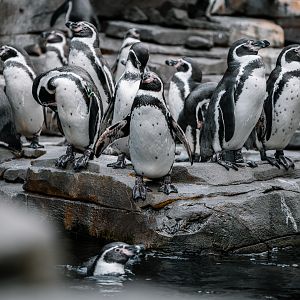 Humboldt Penguins