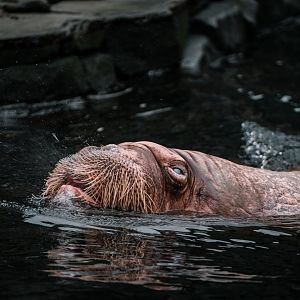 Male walrus