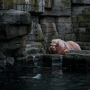Male Walrus and South Amercian Fur Seal