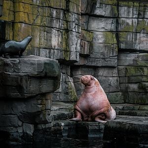 Male Walrus and South Amercian Fur Seal outside off the water