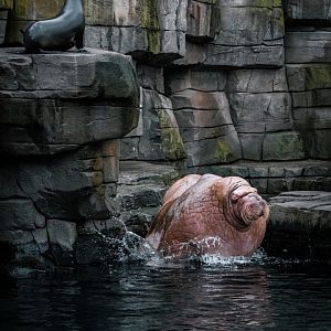 Male Walrus and South Amercian Fur Seal