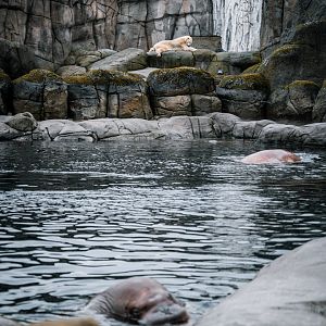 Typical "Eismeer" view with Walrus in the front and Polar Bear in the back