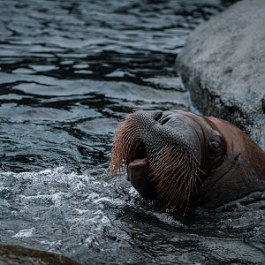 One of the female Walruses whistled loudly the entire time we spent in front of the enclousure.
