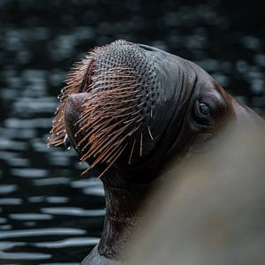 Female Walrus