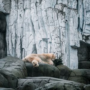 Polar Bear with christmas tree