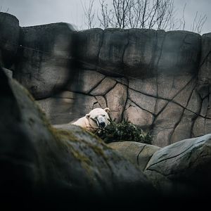 Polar Bear with christmas tree