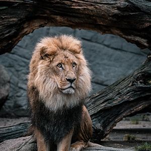Male Lion