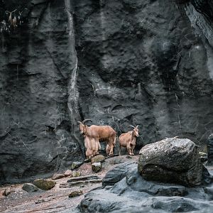 Barbary Sheep mountain