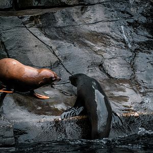 South Amercian Fur Seal playing