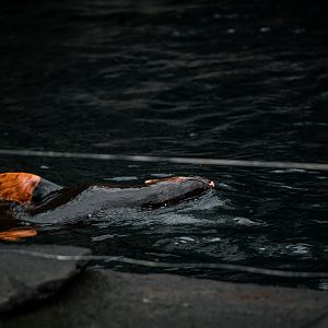 Albino South Amercian Fur Seal "Elsa" swimming