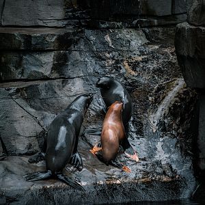 South Amercian Fur Seals