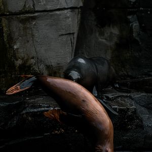 Albino South Amercian Fur Seal