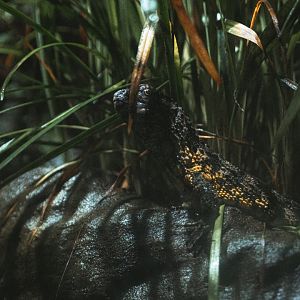 Chinese crocodile lizard (Shinisaurus crocodilurus)