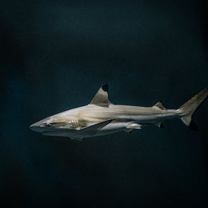 Shark in the main tank