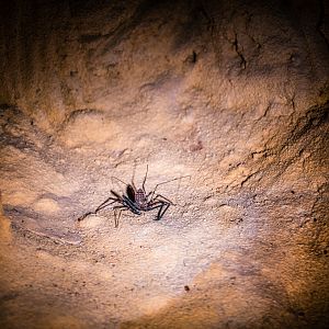 Tailless Whip Scorpion