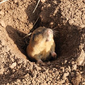 Botta's Pocket Gopher (Thomomys bottae)