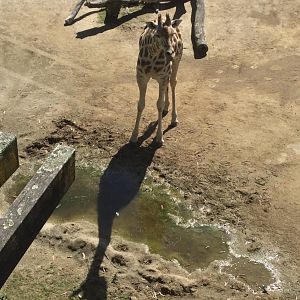 Kabili (Giraffe Twin)