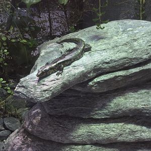 Otago skink (Oligosoma otagense)
