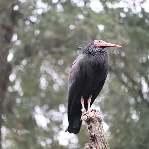 River Valley Aviary - Waldrapp Ibis