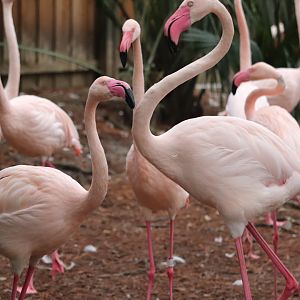 Africa - Greater Flamingo