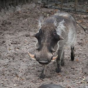 Africa - Warthog