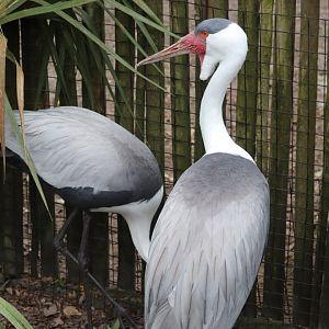 Africa - Wattled Crane