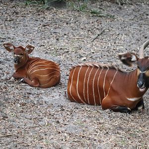 Africa - Eastern Bongo