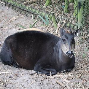 Africa - Yellow-Backed Duiker